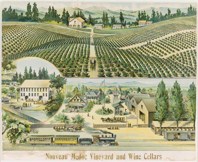 old print of nouveau Médoc vineyard