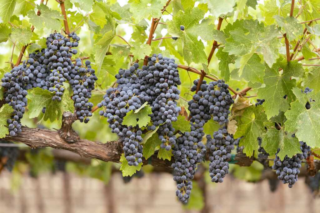 cabernet clusters hanging on vine