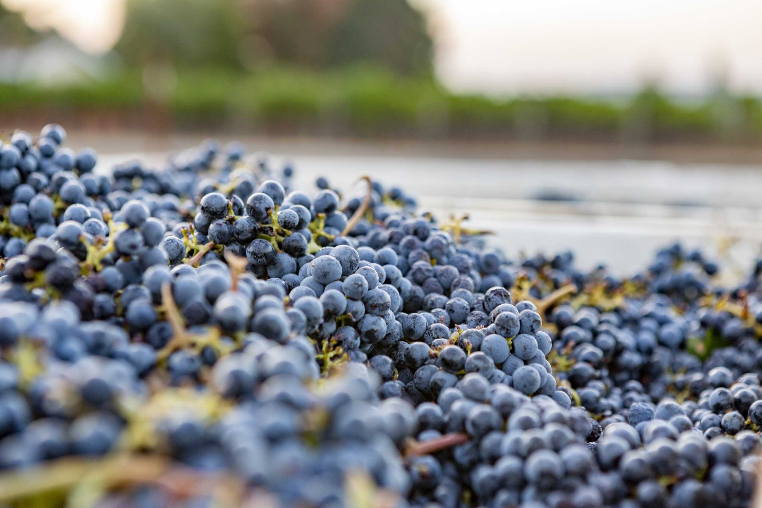 grape clusters just after picking